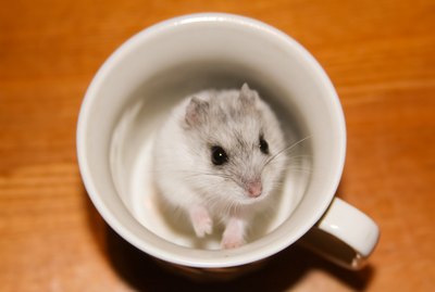 150 Names For Your Hamster