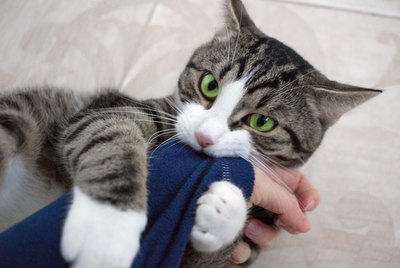 Why Does My Cat Bite Me When I Sing?
