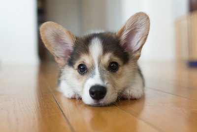 15 Things All Corgi Lovers Know