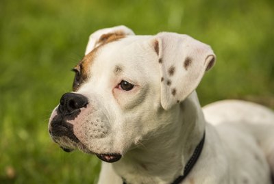 101 Names For Your Boxer