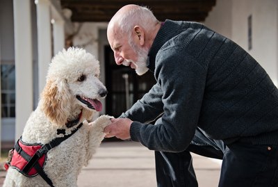 Why Can't You Pet Service Dogs?