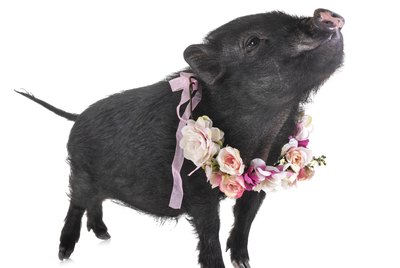 Do Pigs Make Good Pets?