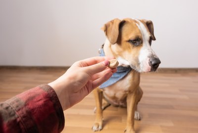 How Do I Train a Dog Who Isn't Food Motivated?