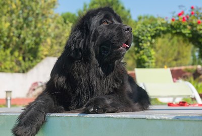 Newfoundland Dog Breed Facts & Information