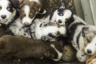 What Determines Puppy Litter Size?