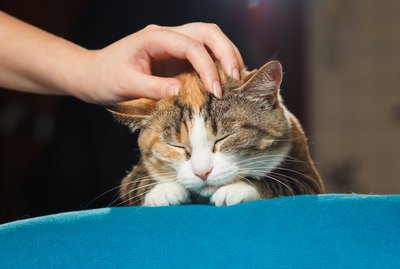 Do Cats Like Being Pet?