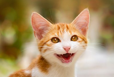 20 Things Your Cat Would Tell You if They Could Talk