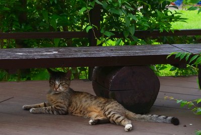 Do Cats Sweat When They're Hot?
