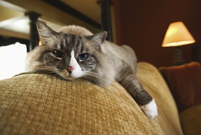 Do Cats Know When They've Been Neutered?