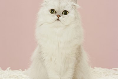 Persian Cat Facts and Information
