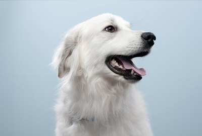 What Are the Causes of White Dog Hair Turning Red?