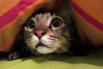 Why Is My Cat So Fearful?