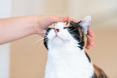 Can Humans Get Worms From Cats?