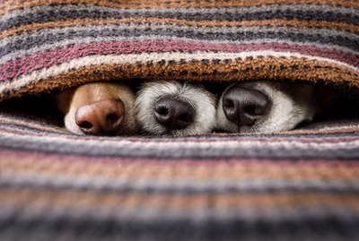 19 Dogs Who Are Absolutely Thriving In Winter