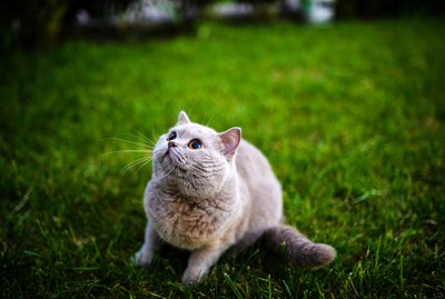 Why Do Cats Chatter?