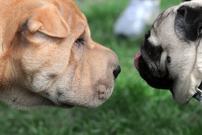 How to Socialize an Adult Dog