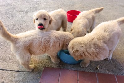 Feeding Schedule for 4-Week Old Puppies