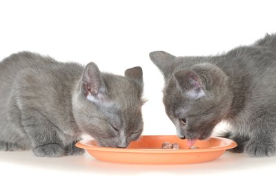 What To Do When Your Cat Throws Up After Eating