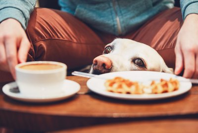Can Dogs Eat Waffles?