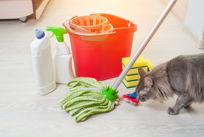 Is Mr. Clean Safe For Pets?