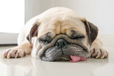 Why Does My Dog Sleep With Her Tongue Out?