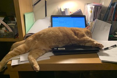 17 More Cats Crashing All The Zoom Chats