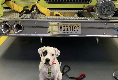 16 Dogs Being Extra Good at Fire Stations