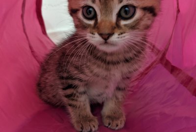 15 Lessons I've Learned From My New Kitten