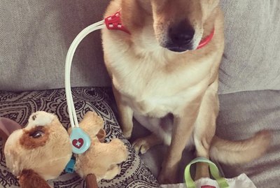 15 Dogs Who Are Actually Doctors