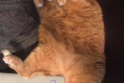 The Very Best Of The #BestBellyChallenge