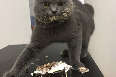 The Very Best of the Unflattering Cat Photo Challenge