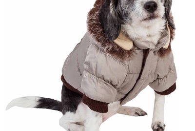 8 Must-Have Cold Weather Products For Dogs