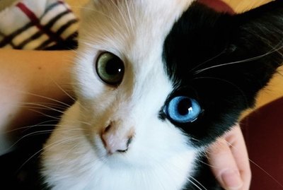 14 Photos That Prove Cats Are Actually Sweethearts