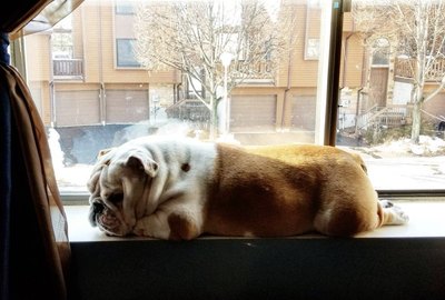 16 Dogs Chilling On Windowsills Like Cats