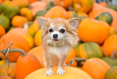 15 Pumpkintastic Pets at Pumpkin Patches