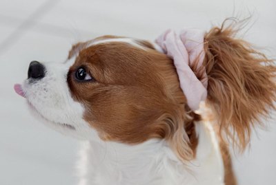 16 Dogs With The Cutest Ponytails