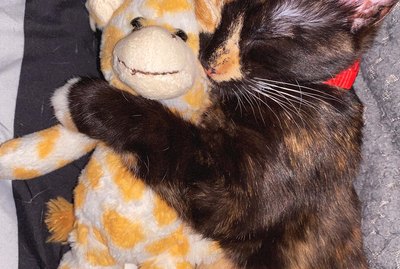 15 Cats Cuddling With Their Favorite Stuffed Animals