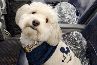 15 Dogs Who Love To Fly