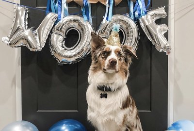 16 Dogs Celebrating Their Very First Birthdays