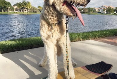 16 Dogs Riding Skateboards Better Than Humans