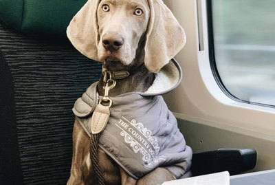 15 Dogs Riding on Trains