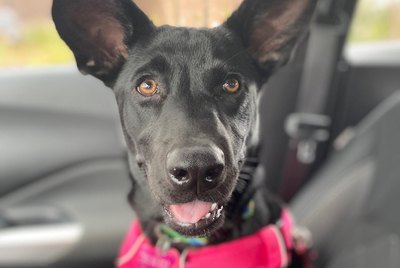 17 Dogs With Adorably Huge Ears