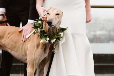18 Dogs Stealing the Show at Weddings
