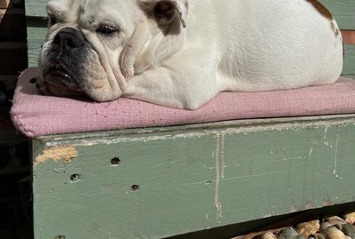 16 Excellent Dog Loaves