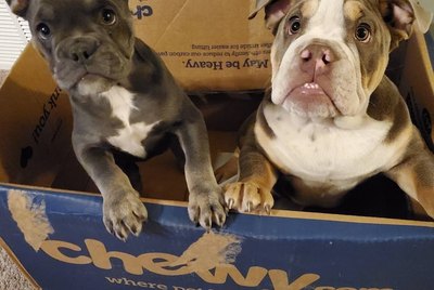 22 Dogs Who Are All About That Box Life