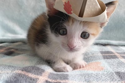 16 Cats & Kittens Looking Cute in Hats