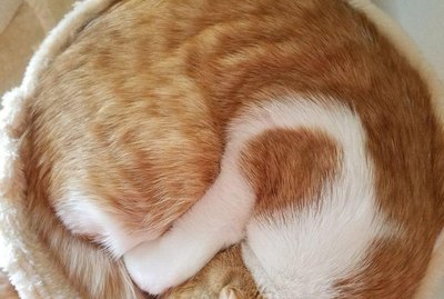 20 Cats Who Look Like Loaves of Bread