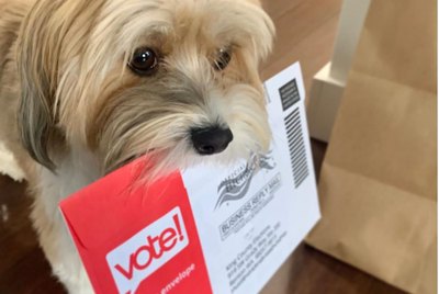 15 Pets Hitting the Polls