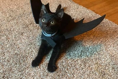 20 Black Cats Who Think Every Day is Halloween