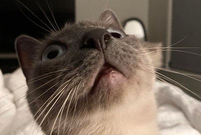 13 Pets Having an Encounter With The Supernatural